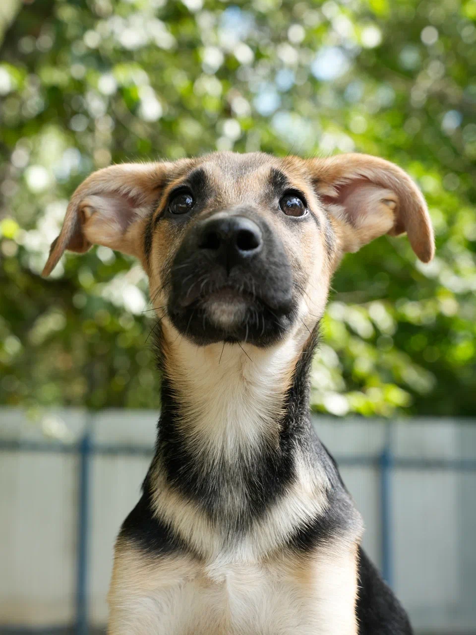 Чуви и Вива