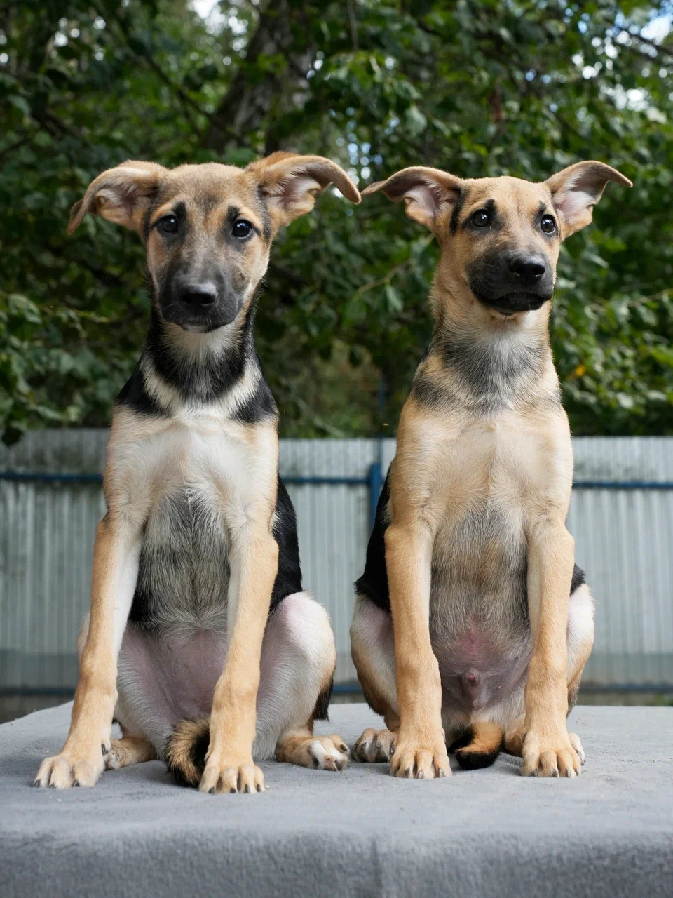 Чуви и Вива