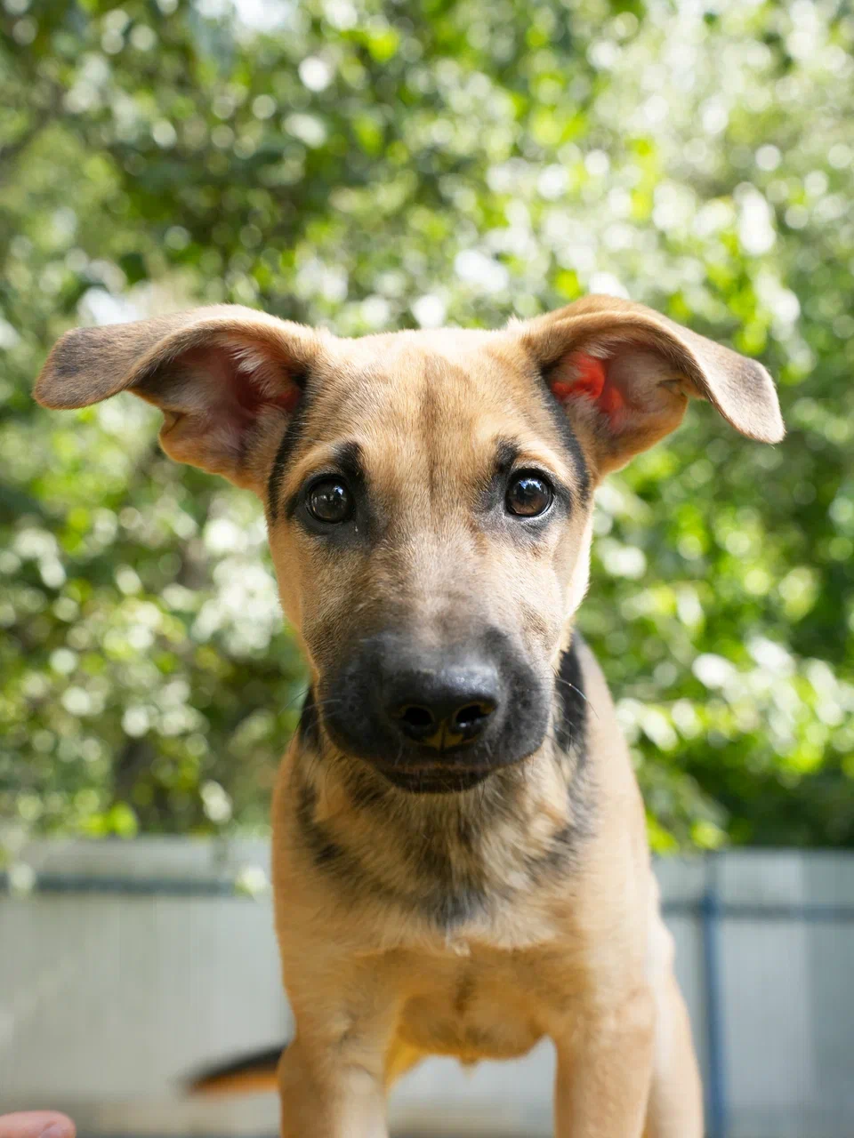 Чуви и Вива